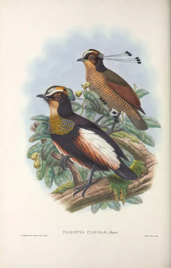 File:Parotia carolae - Monograph of the Paradiseidae.jpg