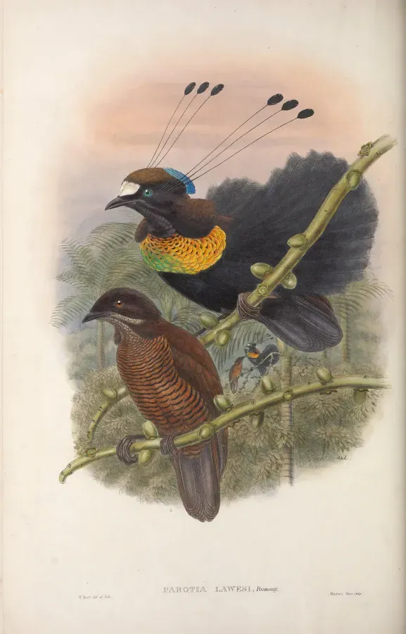 File:Parotia lawesii - Monograph of the Paradiseidae.jpg