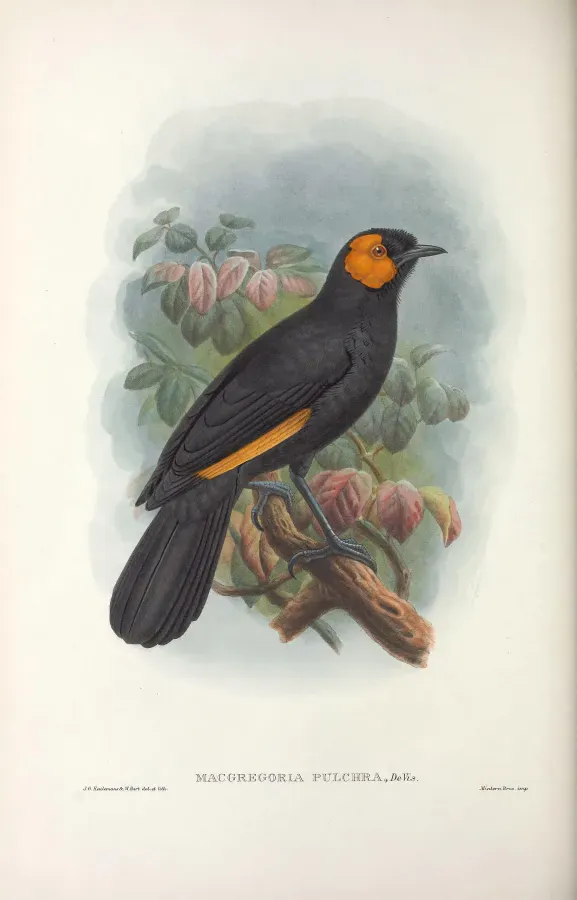 File:Macgregoria pulchra - Monograph of the Paradiseidae.jpg