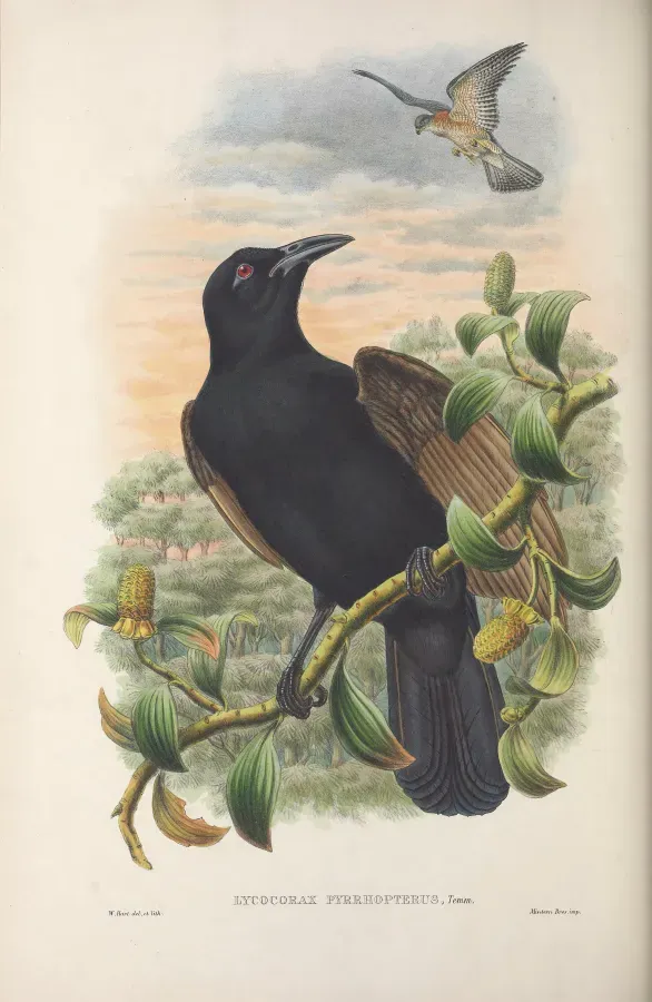 File:Lycocorax pyrrhopterus - Monograph of the Paradiseidae.jpg