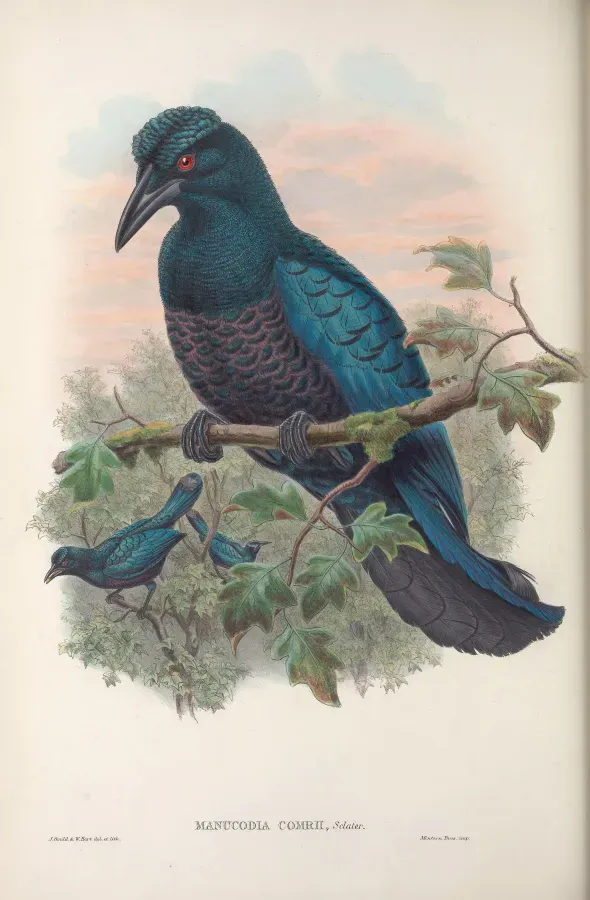 File:Manucodia comrii - Monograph of the Paradiseidae.jpg