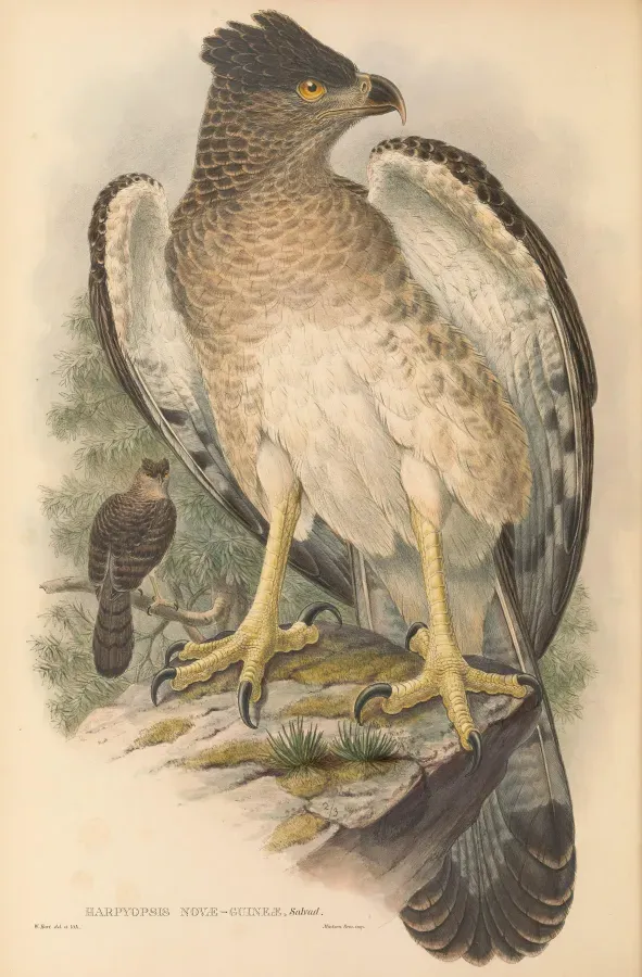 File:Harpyopsis novaeguineae - The Birds of New Guinea.jpg
