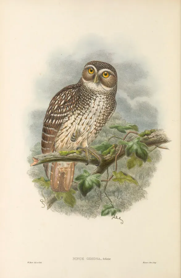 File:Ninox odiosa - The Birds of New Guinea.jpg