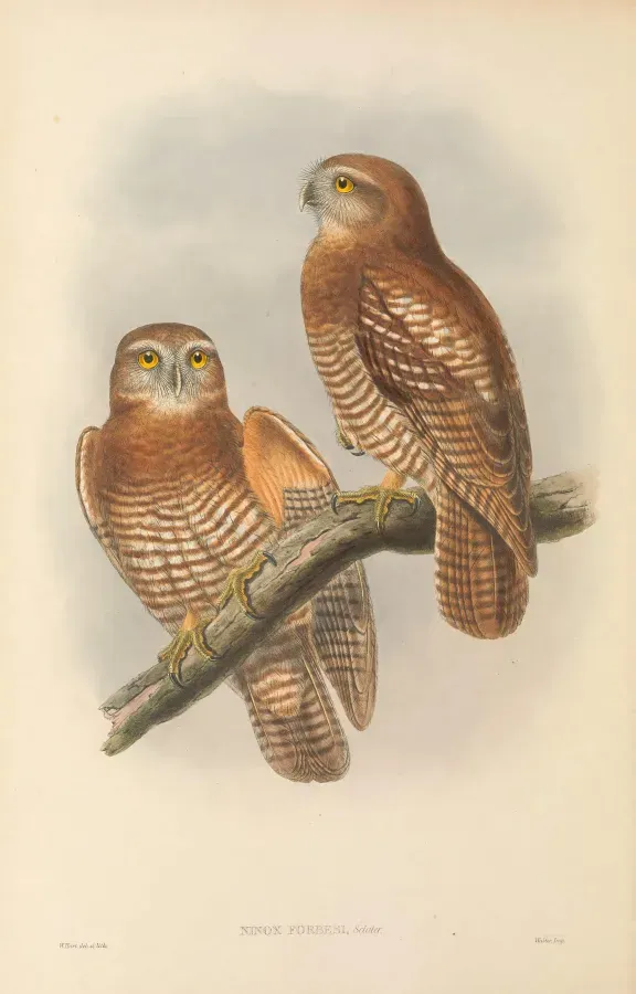 File:Ninox forbesi - The Birds of New Guinea.jpg