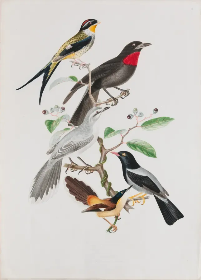 File:Phibalura flavirostris - Querula rubricollis - Turdus orpheus - Turdus flavipes - Turdus brasiliensis, da Coleção Brasiliana Iconográfica.jpg
