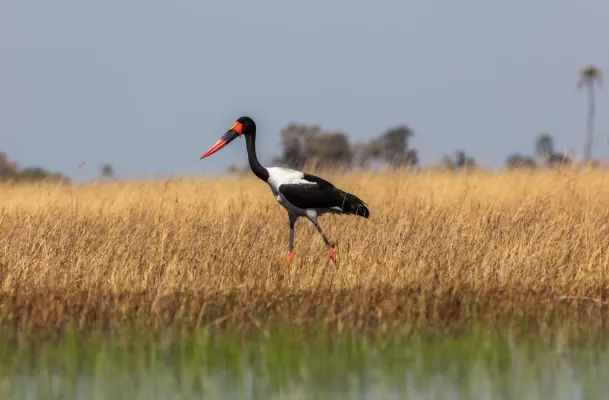 File:Jabirú africano (Ephippiorhynchus senegalensis), delta del Okavango, Botsuana, 2018-07-31, DD 09.jpg