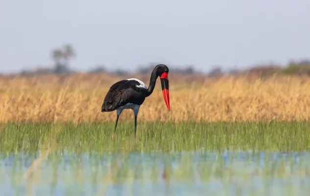 File:Jabirú africano (Ephippiorhynchus senegalensis), delta del Okavango, Botsuana, 2018-07-31, DD 12.jpg