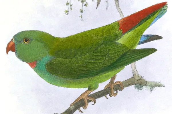 File:Loriculus exilis.jpg