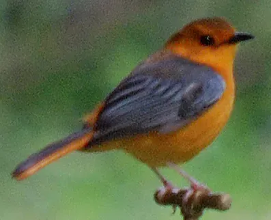 File:Red-capped Robin-chat (Cossypha natalensis) on tap, cropped close-up.jpg