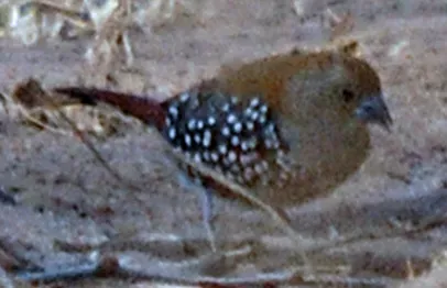 File:Pink-throated Twinspot (Hypargos margaritatus) on the ground - cropped.jpg