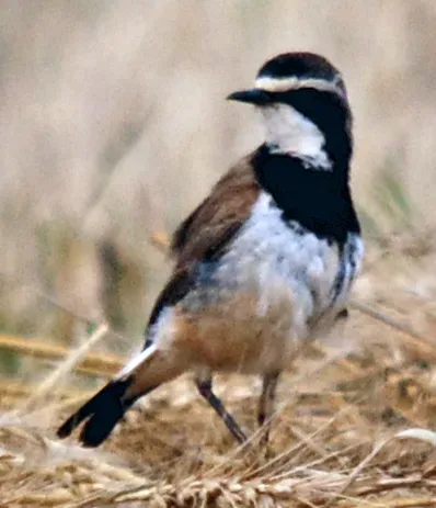 File:Capped Wheatear (Oenanthe pileata) on ground -close-up.jpg