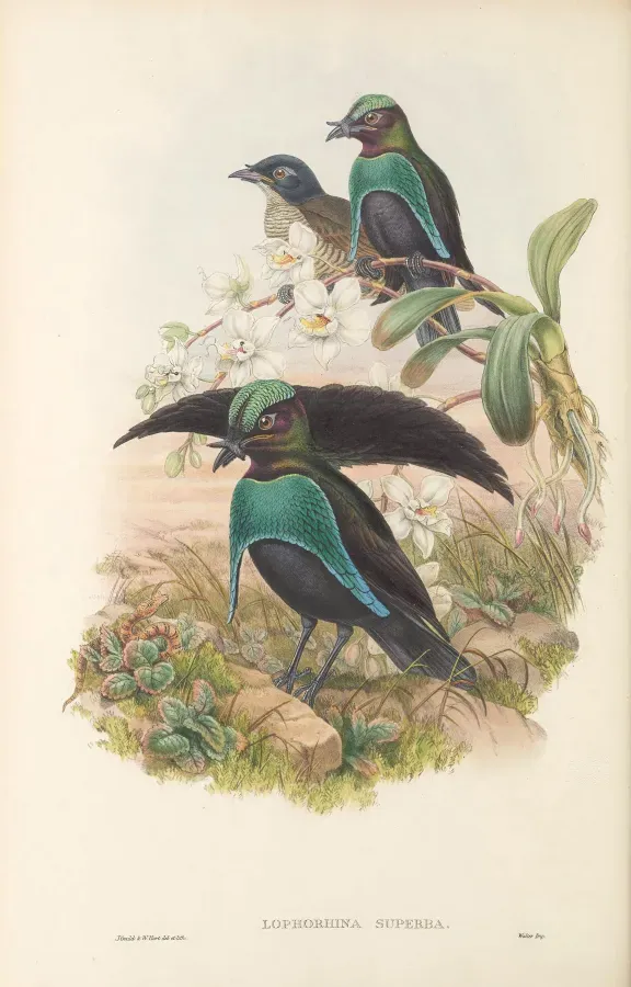 File:Lophorina superba - The Birds of New Guinea.jpg