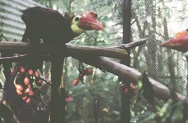 File:Rhabdotorrhinus waldeni 2004.jpg