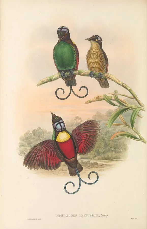 File:Diphyllodes respublica - The Birds of New Guinea.jpg