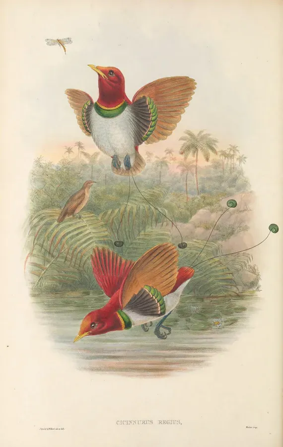 File:Cicinnurus regius - The Birds of New Guinea.jpg