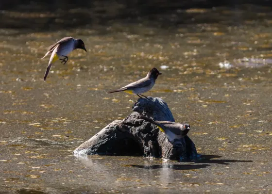 File:Bulbules encapuchados (Pycnonotus nigricans), Santuario de Rinocerontes Khama, Botsuana, 2018-08-02, DD 15.jpg