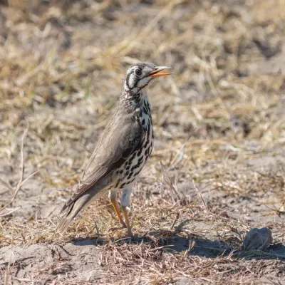 File:Zorzal litsitsirupa (Turdus litsitsirupa), Santuario de Rinocerontes Khama, Botsuana, 2018-08-02, DD 13.jpg