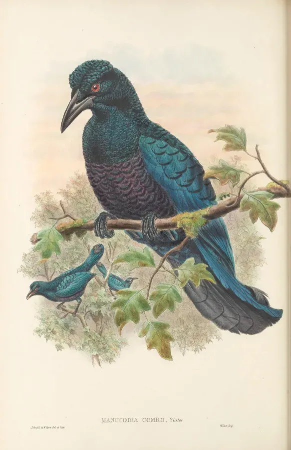 File:Manucodia comrii - The Birds of New Guinea.jpg
