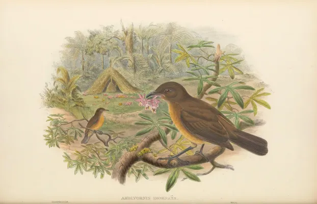 File:Amblyornis inornata - The Birds of New Guinea.jpg