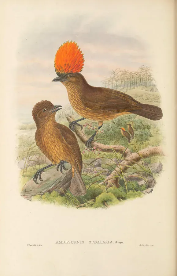 File:Amblyornis subalaris - The Birds of New Guinea.jpg
