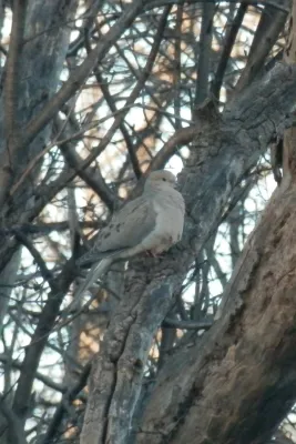 File:Mourning Dove (Zenaida macroura) - Kitchener, Ontario.jpg