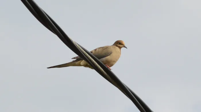 File:Mourning Dove (Zenaida macroura) - Kitchener, Ontario 01.jpg
