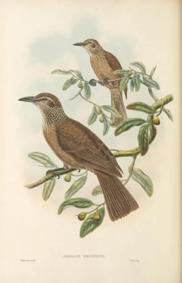 File:Oriolus decipiens - The Birds of New Guinea.jpg