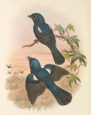 File:Chaetorhynchus papuensis - The Birds of New Guinea (cropped).jpg
