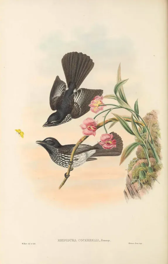 File:Rhipidura cockerelli - The Birds of New Guinea.jpg