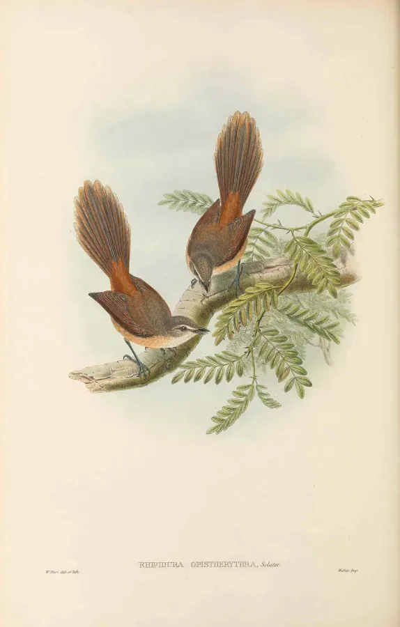 File:Rhipidura opistherythra - The Birds of New Guinea.jpg