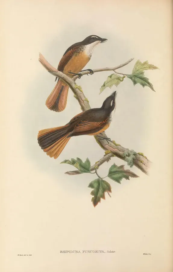 File:Rhipidura fuscorufa - The Birds of New Guinea.jpg