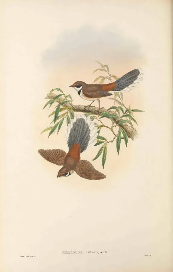 File:Rhipidura dryas - The Birds of New Guinea.jpg