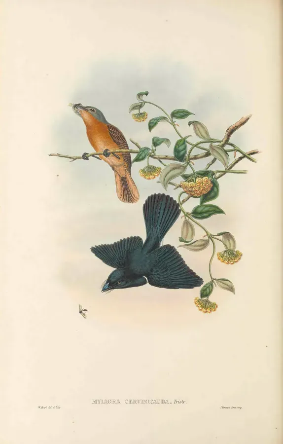 File:Myiagra cervinicauda - The Birds of New Guinea.jpg