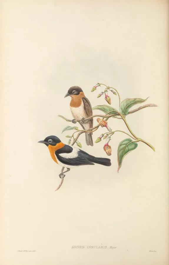 File:Arses insularis - The Birds of New Guinea.jpg