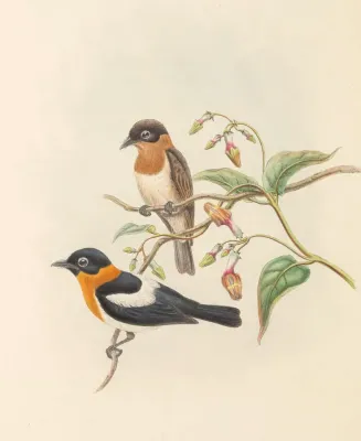 File:Arses insularis - The Birds of New Guinea (cropped).jpg