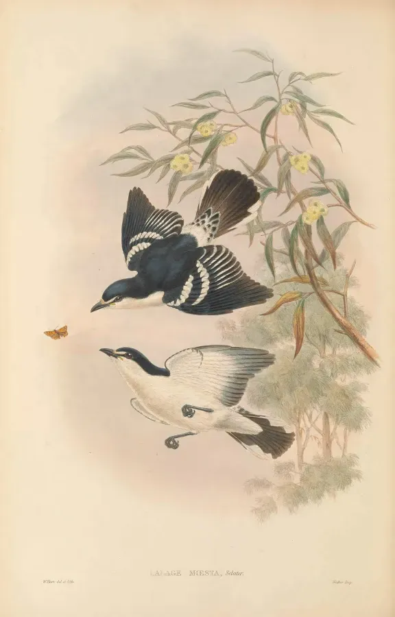 File:Lalage moesta - The Birds of New Guinea.jpg