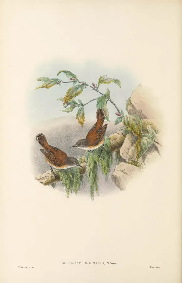 File:Gerygone dorsalis - The Birds of New Guinea.jpg