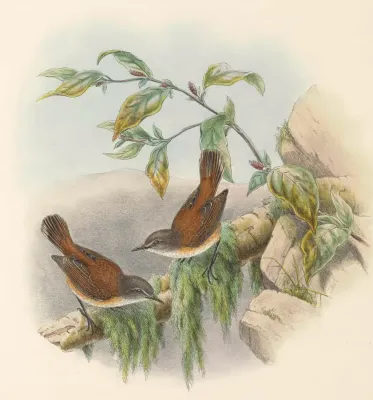 File:Gerygone dorsalis - The Birds of New Guinea (cropped).jpg