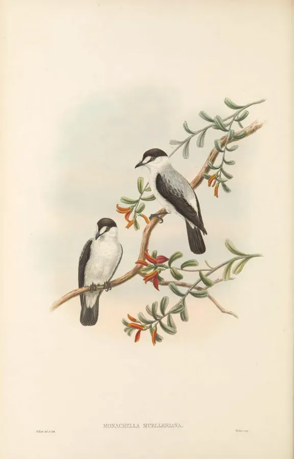 File:Monachella muelleriana - The Birds of New Guinea.jpg