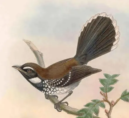 File:Rhipidura leucothorax - The Birds of New Guinea (cropped).jpg
