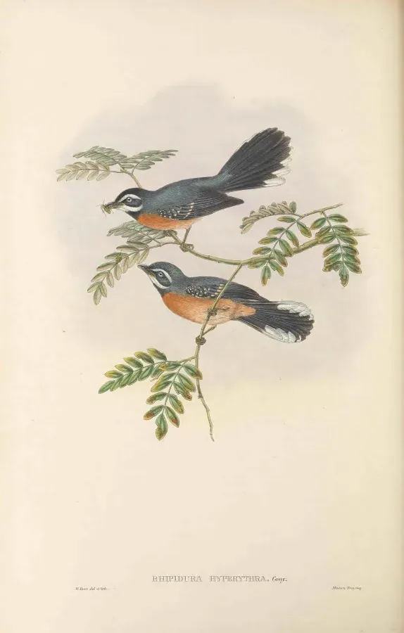 File:Rhipidura hyperythra - The Birds of New Guinea.jpg