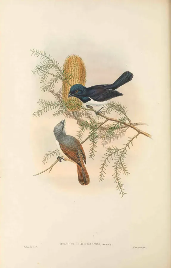 File:Myiagra ferrocyanea - The Birds of New Guinea.jpg