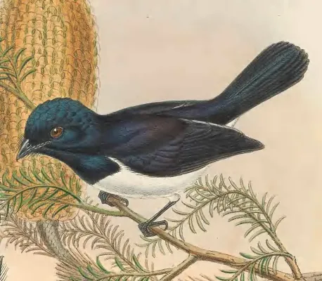 File:Myiagra ferrocyanea (male) - The Birds of New Guinea.jpg
