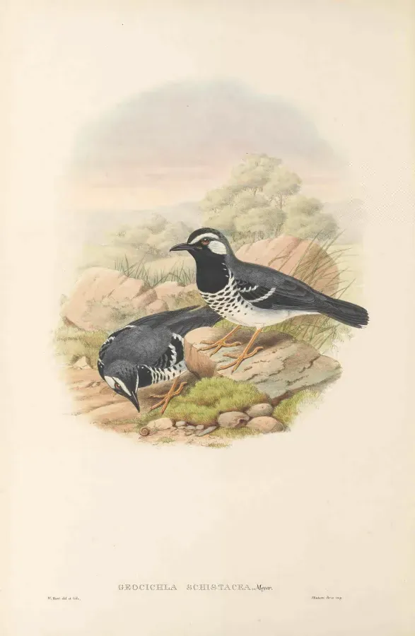 File:Geokichla schistacea - The Birds of New Guinea.jpg