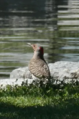 File:Northern Flicker (Colaptes auratus) - Kitchener, Ontario 02.jpg