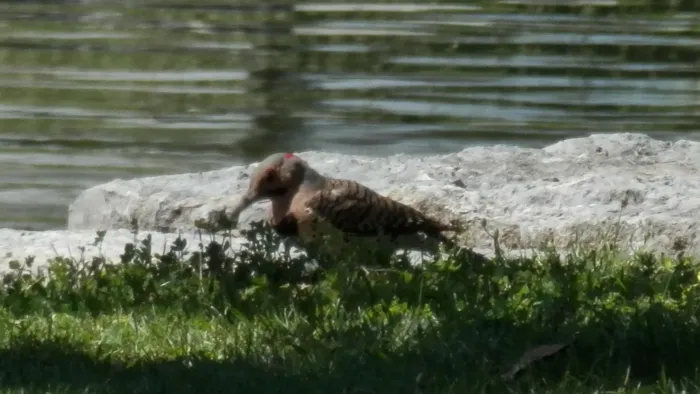 File:Northern Flicker (Colaptes auratus) - Kitchener, Ontario 01.jpg