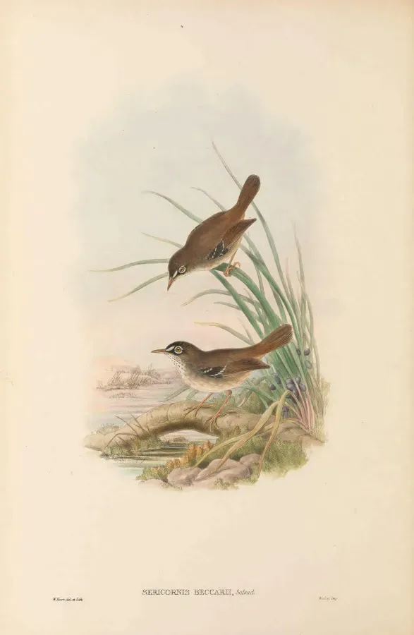 File:Sericornis beccarii - The Birds of New Guinea.jpg