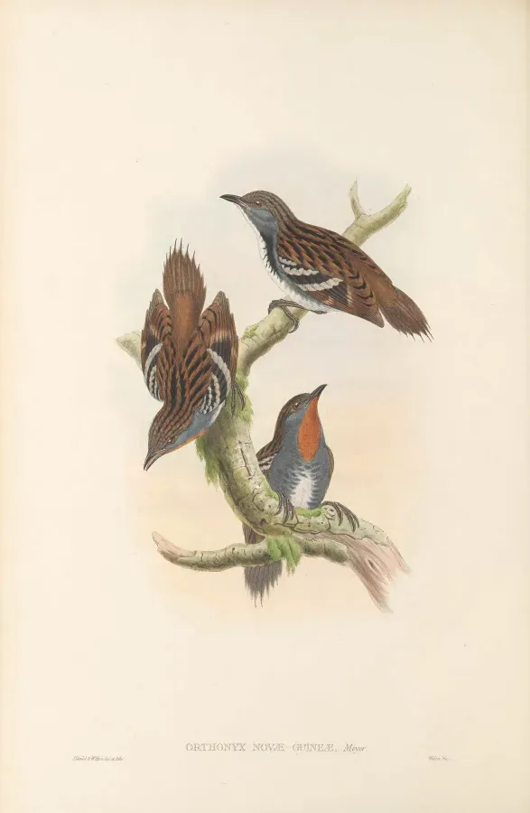 File:Orthonyx novaeguineae - The Birds of New Guinea.jpg