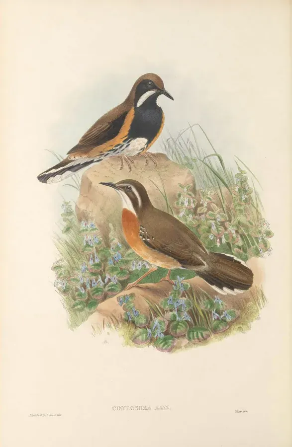 File:Cinclosoma ajax - The Birds of New Guinea.jpg