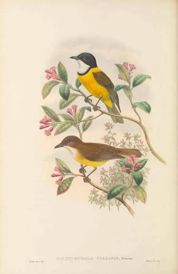 File:Pachycephala collaris - The Birds of New Guinea.jpg